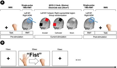 Task-dependent plasticity in distributed neural circuits after transcranial direct current stimulation of the human motor cortex: A proof-of-concept study